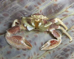 Casio exilim zx 1200.. Porcalain crab by Andrew Macleod 
